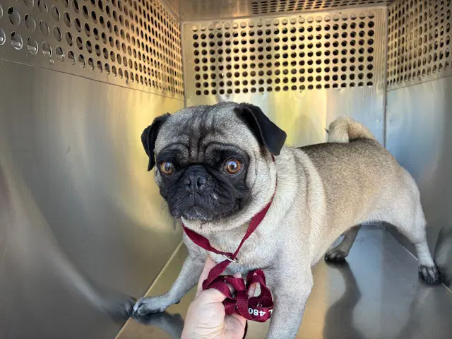 Tim - Pug