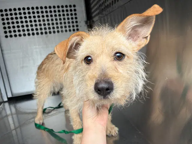 Paul - Norwich Terrier