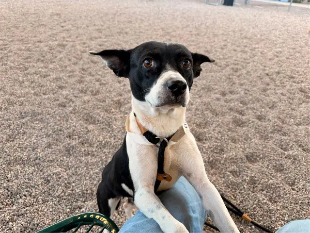 Sarasa - Boston Terrier