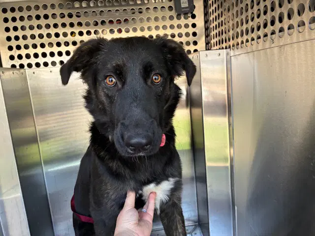 Claudia - Dutch Shepherd