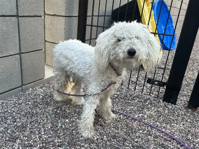 Plushie - Maltese