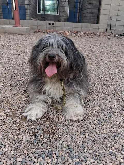 Mopper - Lhasa Apso