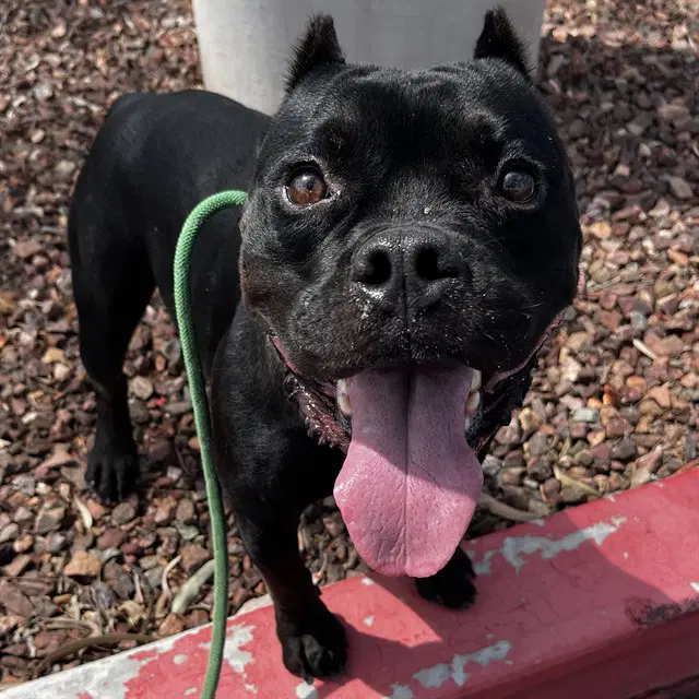 Chevy - American Bulldog