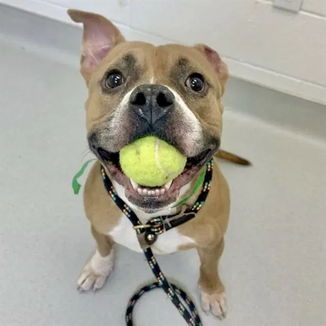 Barron - American Pit Bull Terrier