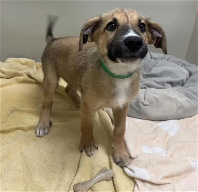 Brock - Black Mouth Cur