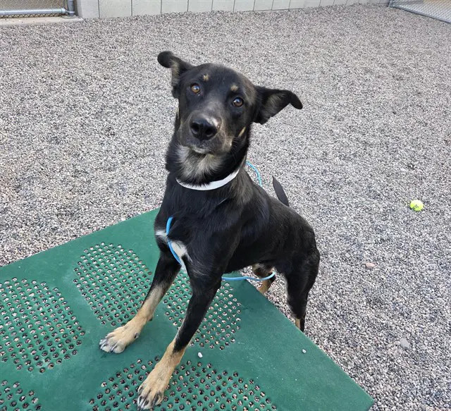 Flounder - German Shepherd Dog