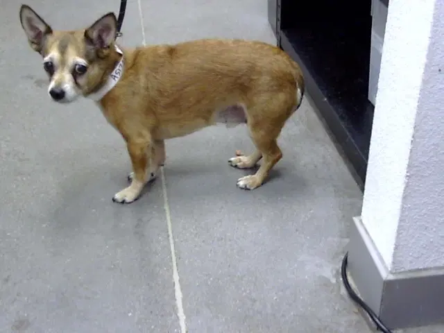 Nash - Chihuahua