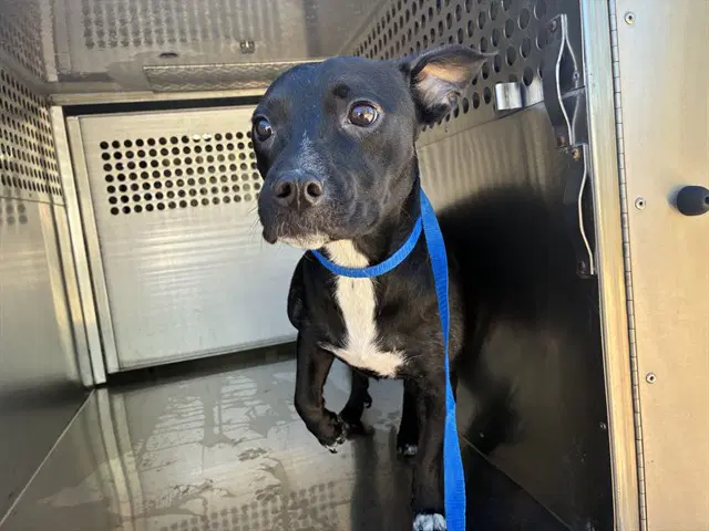 Aurelia - Chihuahua