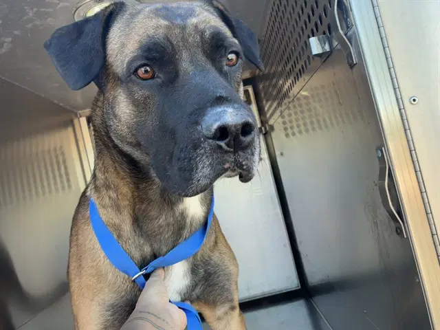 Kenji - American Pit Bull Terrier