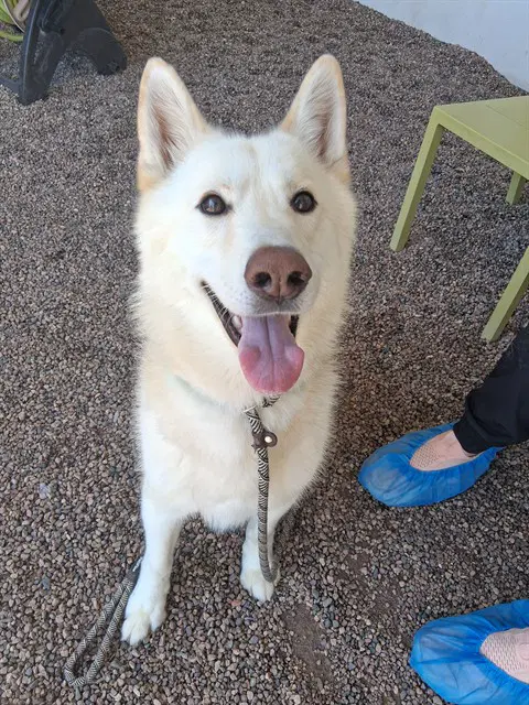 Timber - Husky