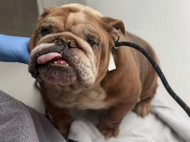 Billy Bob Beans - English Bulldog