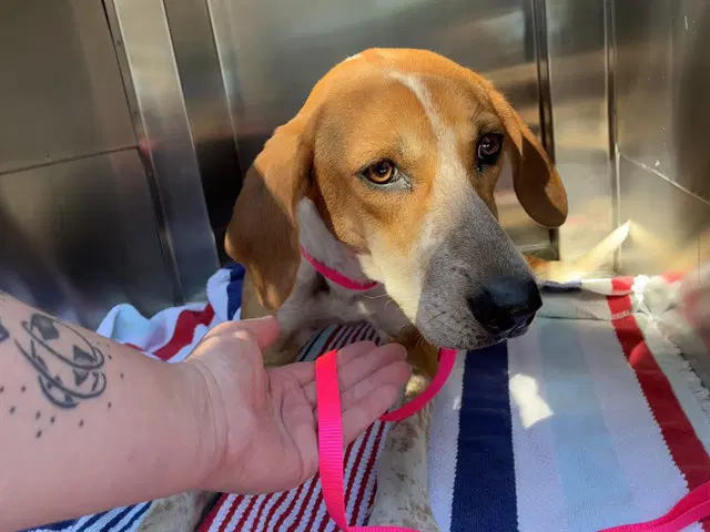 Alice - English Coonhound