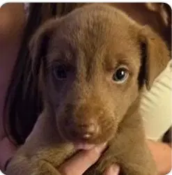 Harry - Labrador Retriever