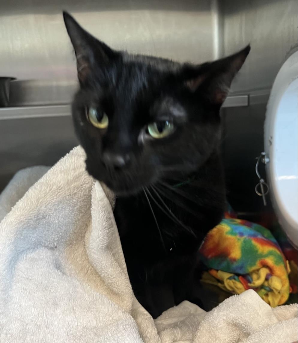 adoptable Cat in Van Nuys, CA named SALEM