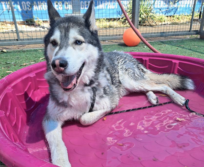 adoptable Dog in Van Nuys, CA named SCOOBY