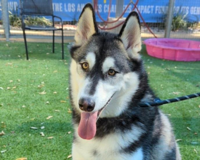 adoptable Dog in Van Nuys, CA named DEUCE