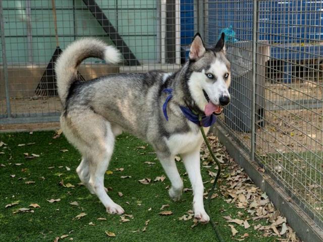 adoptable Dog in Van Nuys, CA named BROCK