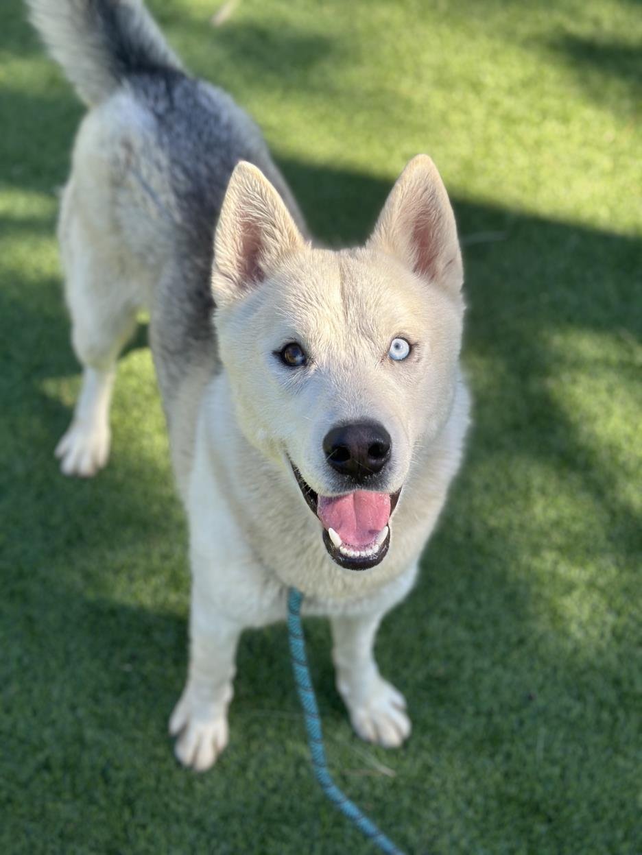 adoptable Dog in Van Nuys, CA named ROCKER