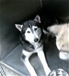 adoptable Dog in van nuys, CA named BELLE