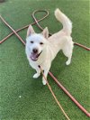 adoptable Dog in van nuys, CA named ASPEN