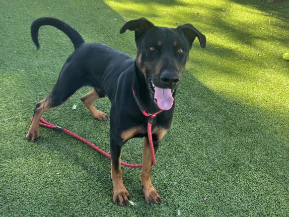 adoptable Dog in Van Nuys, CA named BOWSER