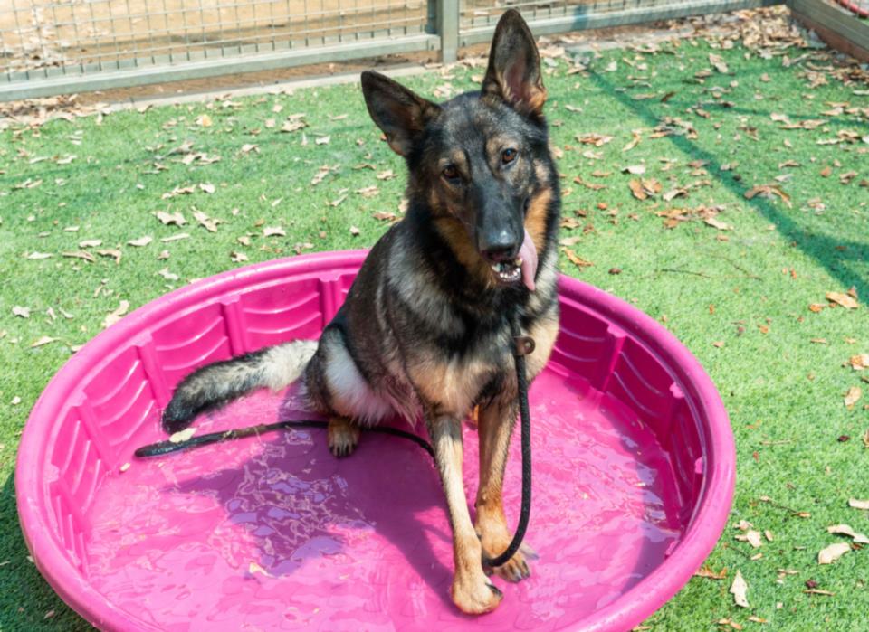 adoptable Dog in Van Nuys, CA named SUNNY