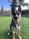 adoptable Dog in Van Nuys, CA named RANGO