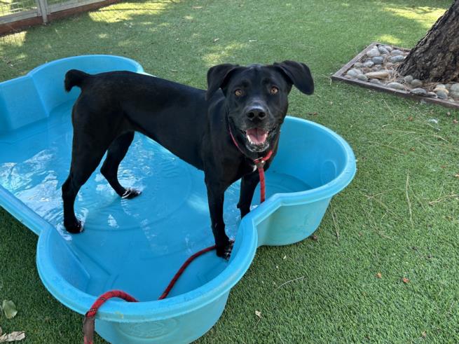 adoptable Dog in Van Nuys, CA named FELICITY