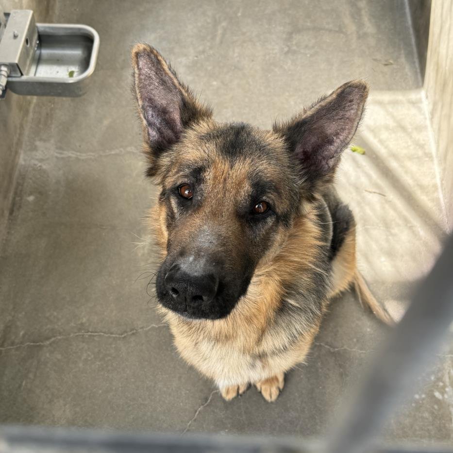 adoptable Dog in Van Nuys, CA named KOTA