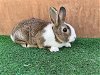 adoptable Rabbit in  named FLOWER