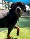 adoptable Dog in van nuys, CA named BEEBOP