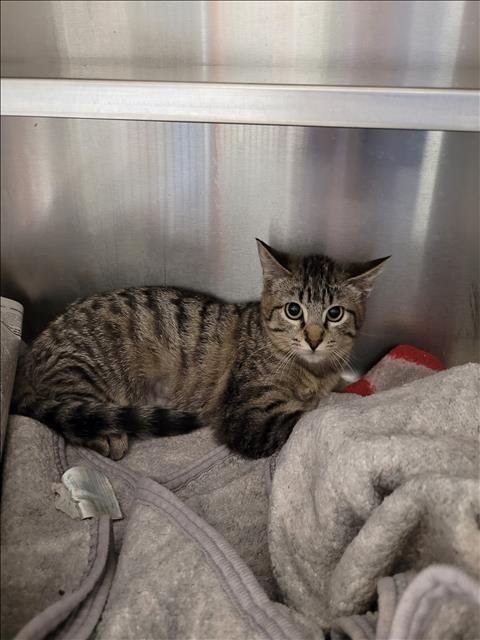 adoptable Cat in Van Nuys, CA named PEARL