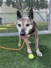adoptable Dog in van nuys, CA named BENNETT