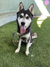 adoptable Dog in Van Nuys, CA named SHADOW