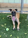 adoptable Dog in Van Nuys, CA named MADDY