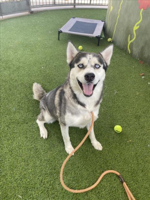 adoptable Dog in Van Nuys, CA named HUDSON