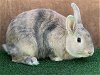 adoptable Rabbit in van nuys, CA named ARCHI