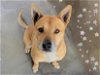 adoptable Dog in van nuys, CA named BARNEY