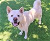 adoptable Dog in van nuys, CA named BABBS