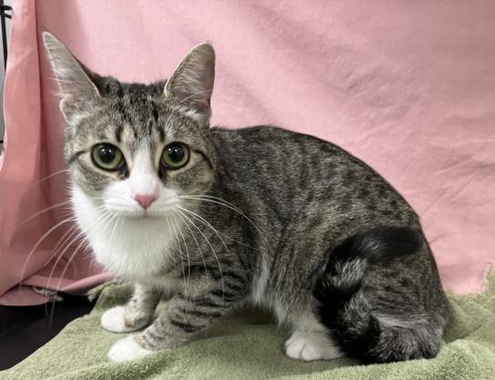 adoptable Cat in Van Nuys, CA named WOODLEY