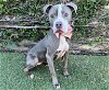 adoptable Dog in van nuys, CA named ARES