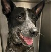 adoptable Dog in van nuys, CA named BATS