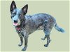 adoptable Dog in van nuys, CA named BAXTER
