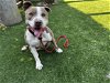 adoptable Dog in van nuys, CA named BEAUTY