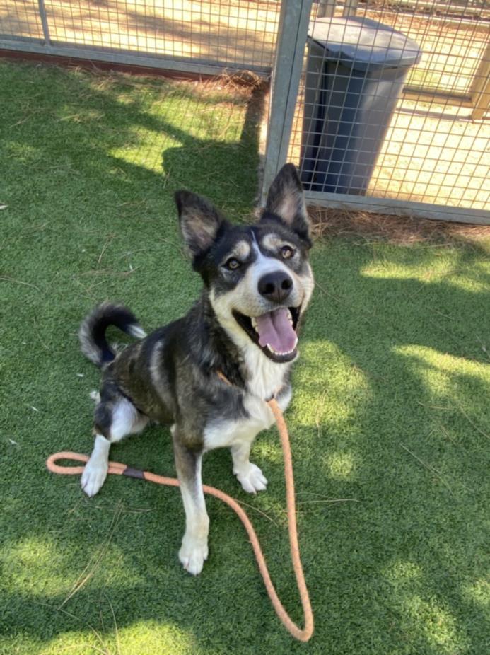 adoptable Dog in Van Nuys, CA named CHIPPY