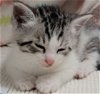 adoptable Cat in van nuys, CA named BADGER
