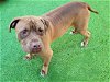 adoptable Dog in van nuys, CA named ARTHUR