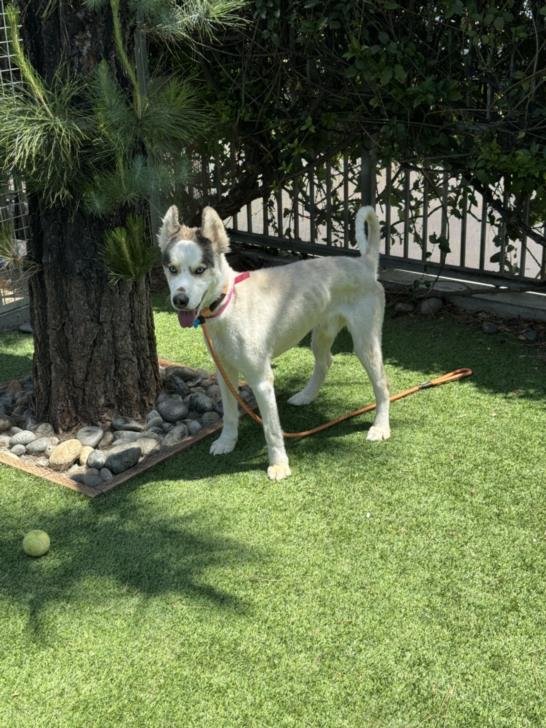 adoptable Dog in Van Nuys, CA named BAILEY