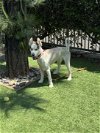 adoptable Dog in van nuys, CA named BAILEY