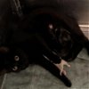 adoptable Cat in van nuys, CA named A2137121